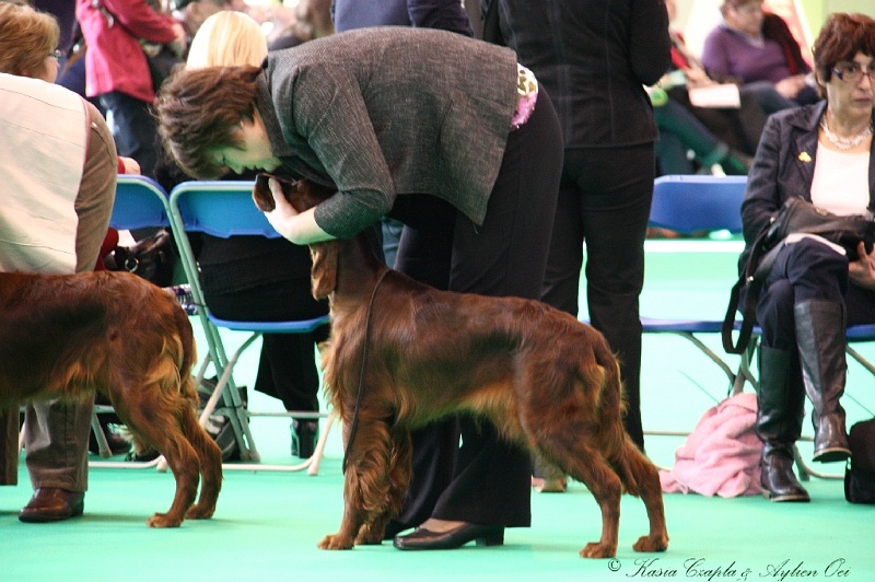 Crufts2011 117.jpg